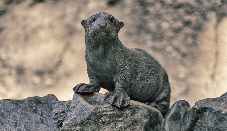 These 9 Endangered Species Are Beautiful And Unique -- And Could Use ...
