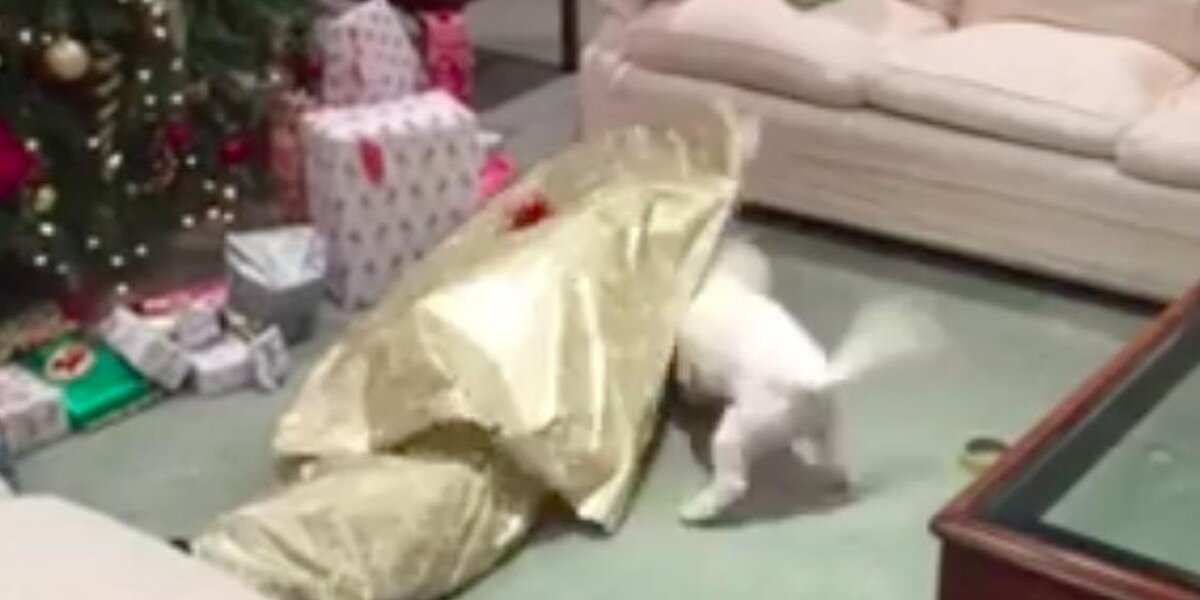 WATCH: Dogs Opening Their Christmas Presents - The Dogington Post