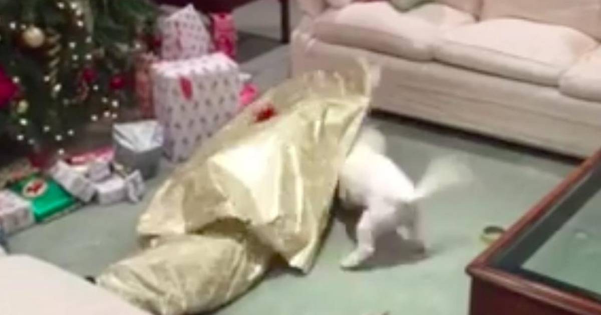 Dog gets wrapped up like a Christmas present in hilarious viral video