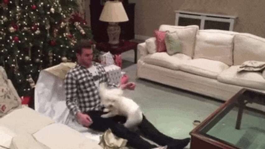 Dog Ripping Open Present Dog FLIPS OUT When He Unwraps His Christmas Present - The Dodo