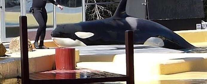 Morgan the orca beached at Spain's Loro Parque