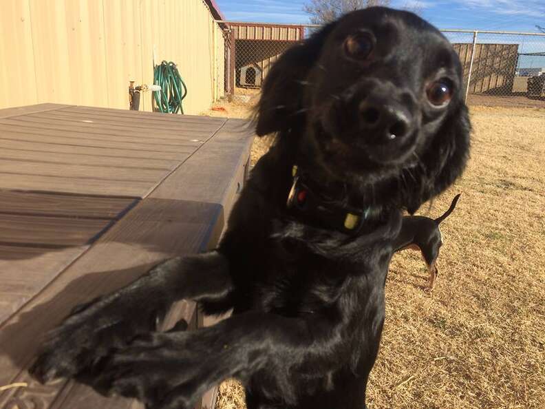 Dog Rescued From Raid Makes The Funniest Poses - The Dodo