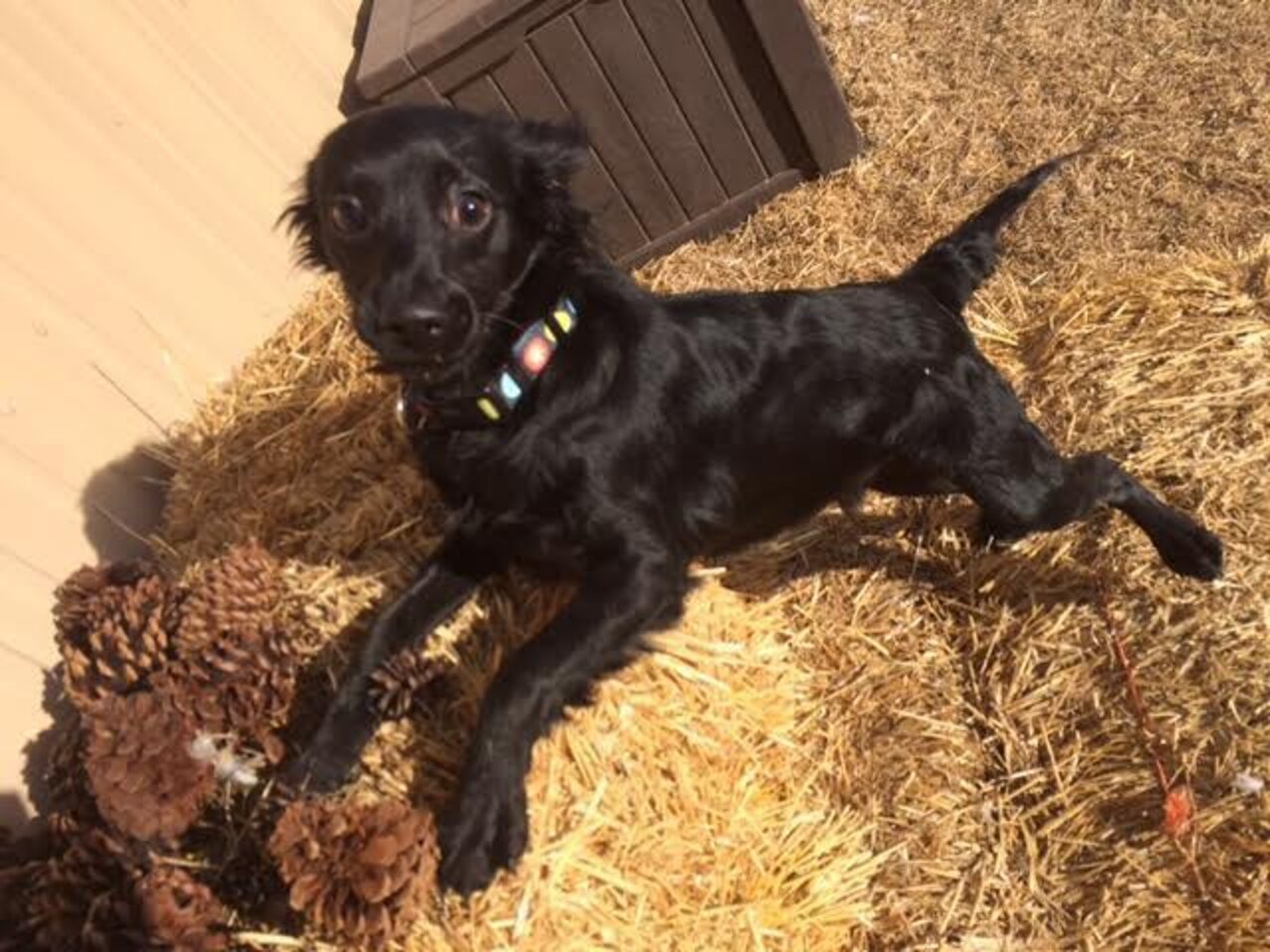 Dog Rescued From Raid Makes The Funniest Poses The Dodo