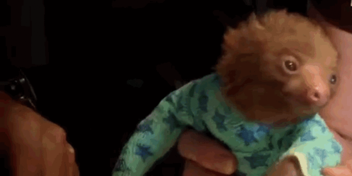 Celebrate Sloth Week By Watching This Orphaned Sloth Get Swaddled In A ...