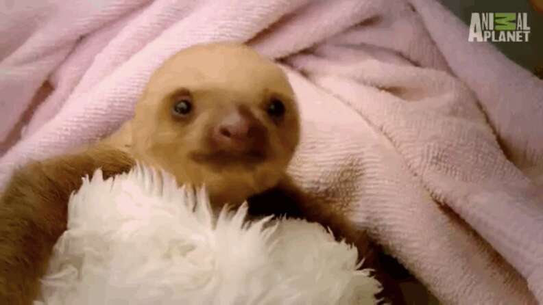 Cute Baby Sloth Meme