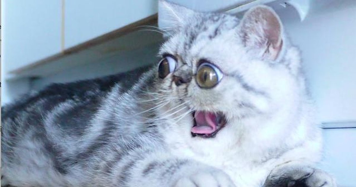 This Cat Always Looks Worried — And It’s Adorable The Dodo