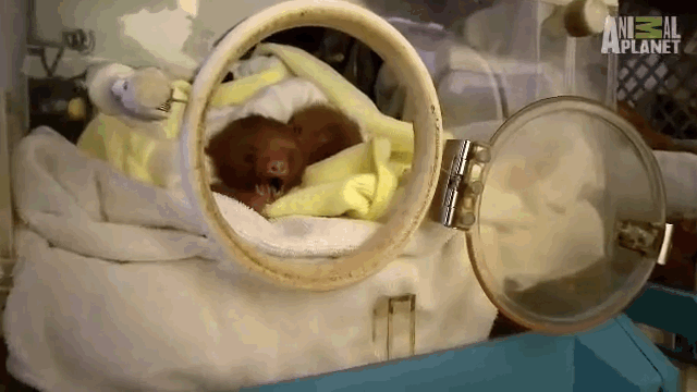 Celebrate Sloth Week By Watching This Orphaned Sloth Get Swaddled In A ...