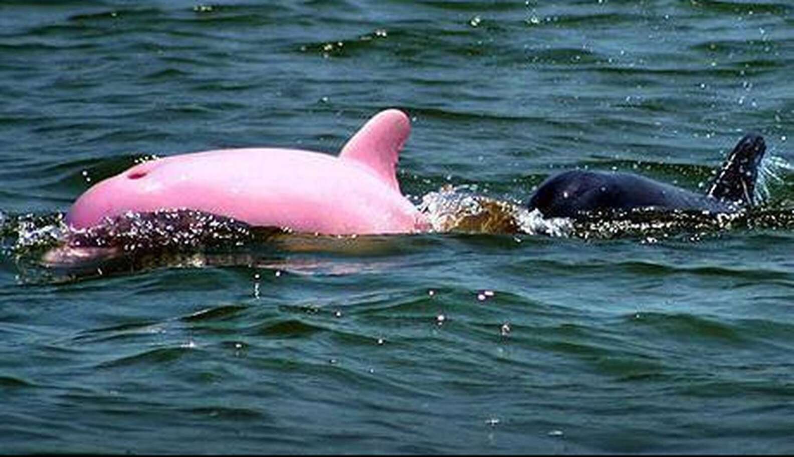 Пурпурный Дельфин живой