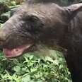 Bear Saved From Zoo Is Finally Happy Now