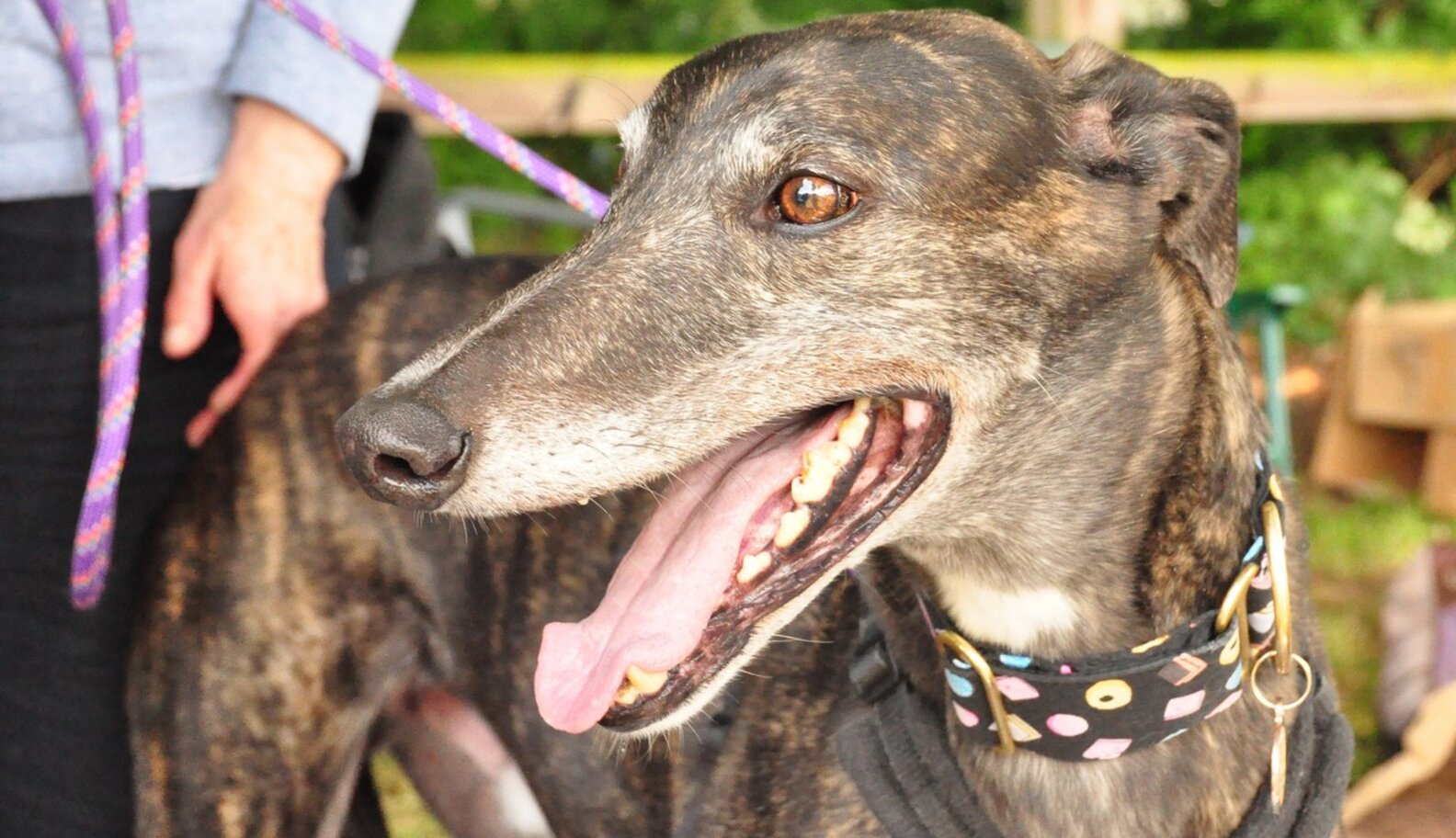 Retired Greyhounds Deserve Your Love. Here's Why. The Dodo