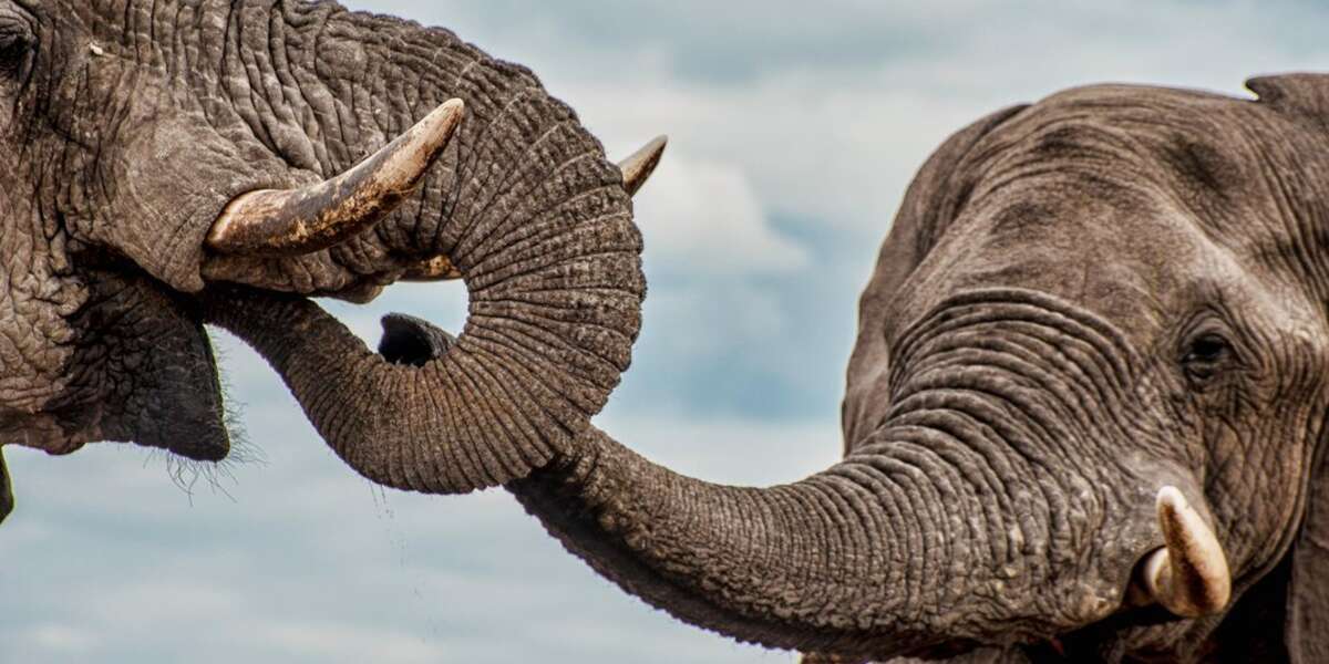 Elephants Drinking With Their 'Boys' Club' Caught On Camera - The Dodo