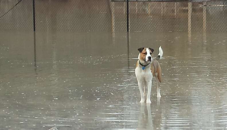 Dog store tap dancing