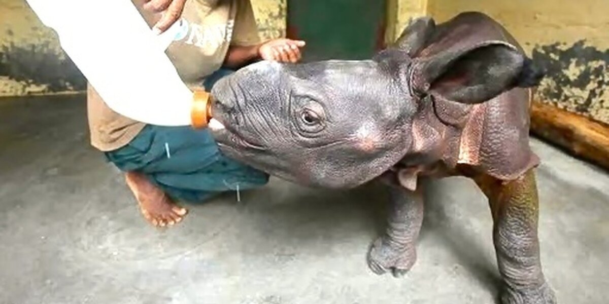 Tiny Newborn Rhino Refuses To Give Up After Losing His Mom - The Dodo