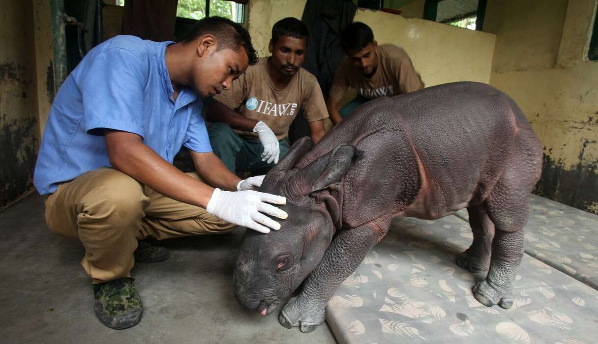 Tiny Newborn Rhino Refuses To Give Up After Losing His Mom - The Dodo