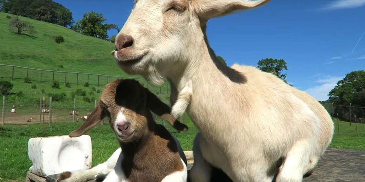 Mom Goat Escapes Dairy Farm So She Can Have Her Baby Somewhere Safe ...
