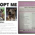 Dog adoption flyer gets a "citizen citation"