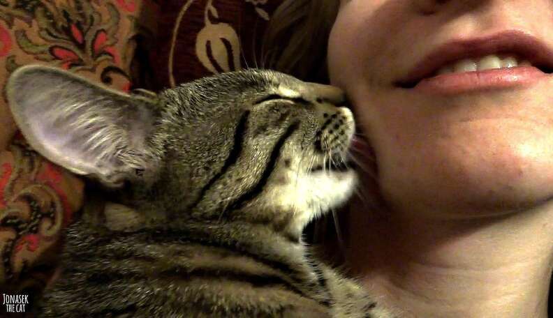 Kitten Kisses Licks His Human For A Long Time The Dodo 5915