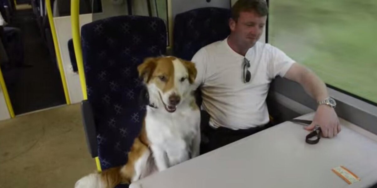 Man Shocked To Bump Into His Dog On Train Ride To Work