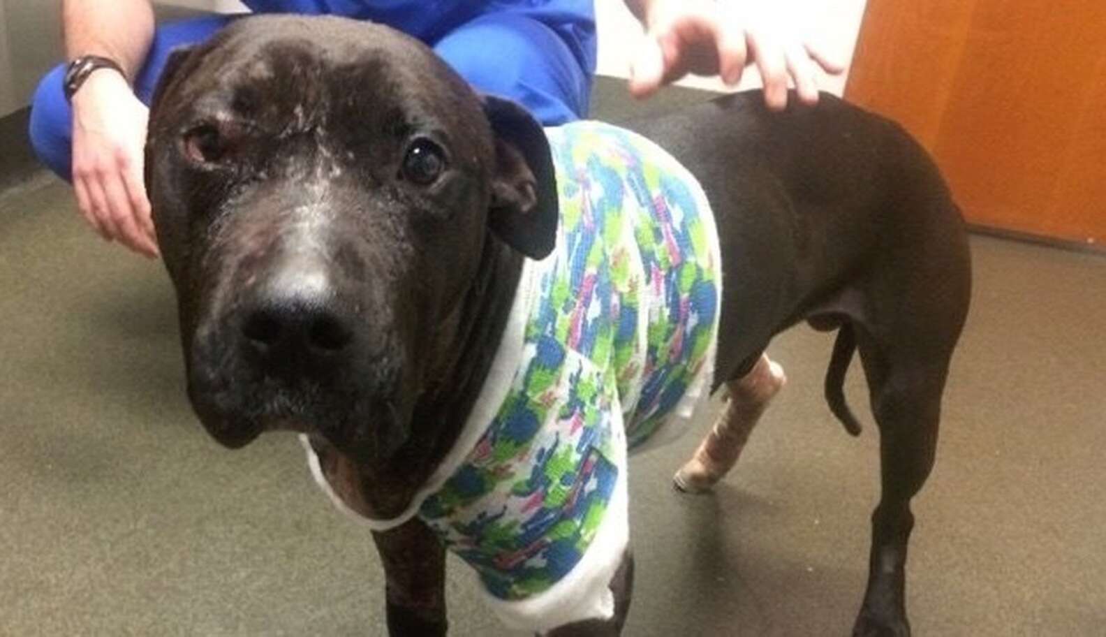 A Pit Bull On The Brink Of Death Wagged His Tail. It Saved His Life ...