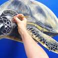 Artist Paints Squee-Worthy Sea Turtles to Save Tiny Hatchlings.