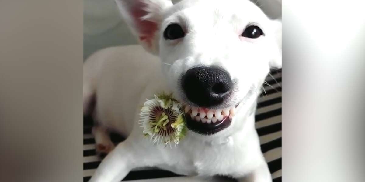 Dog Has The World's Best Smile - The Dodo