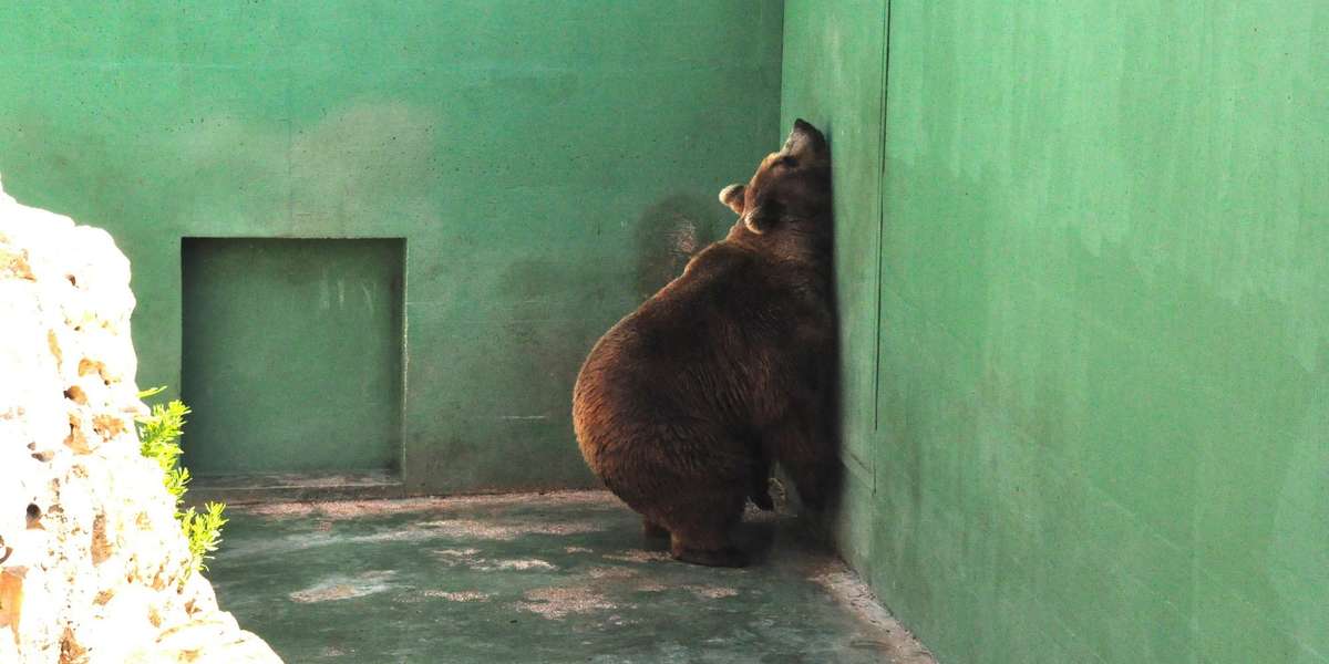 Bears Who Live In Concrete Pit At Zoo Are So Depressed - The Dodo