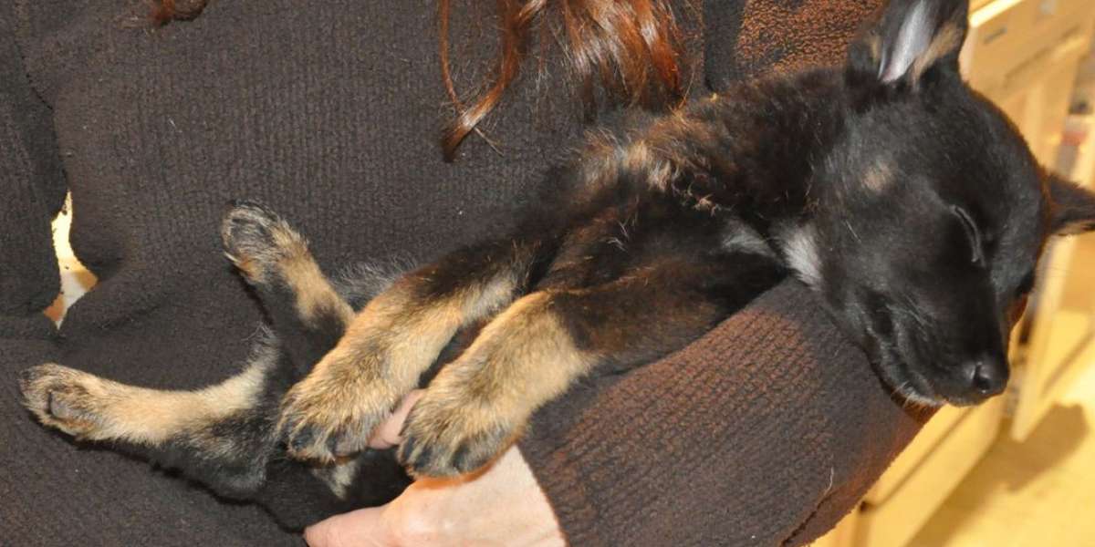 Mika The Funny Dog jumps like kangaroo The Dodo