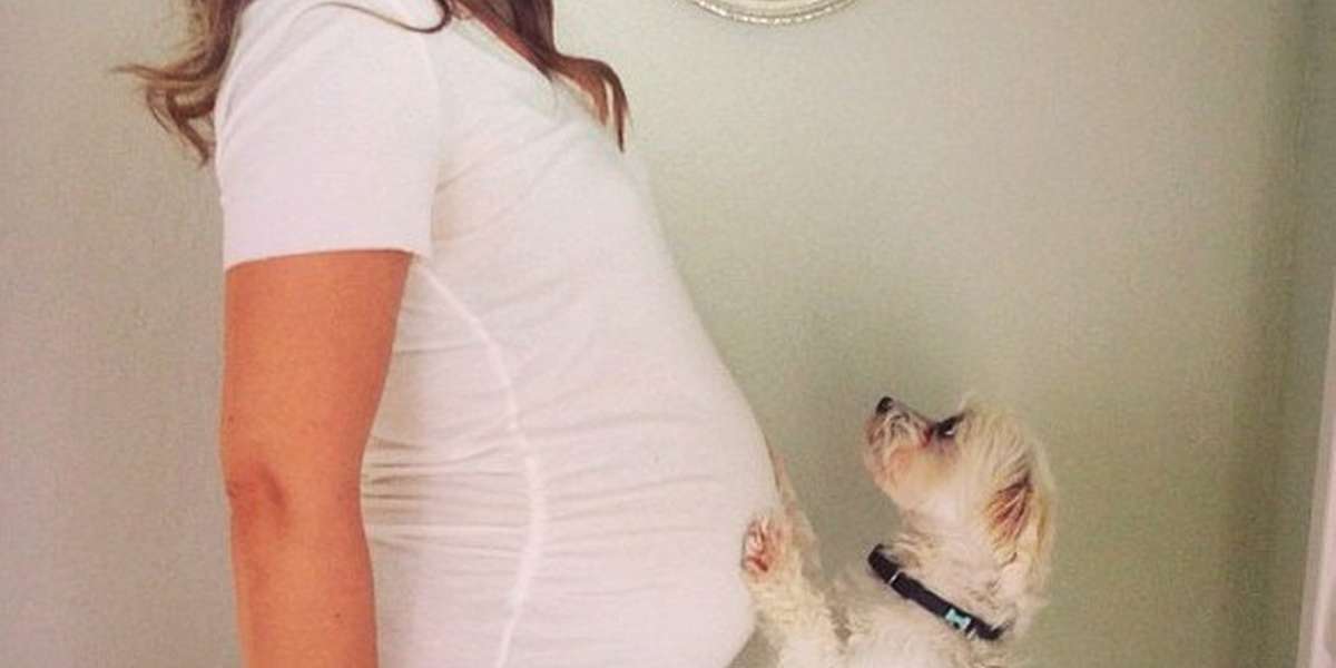 does-my-dog-know-i-m-pregnant-the-dodo