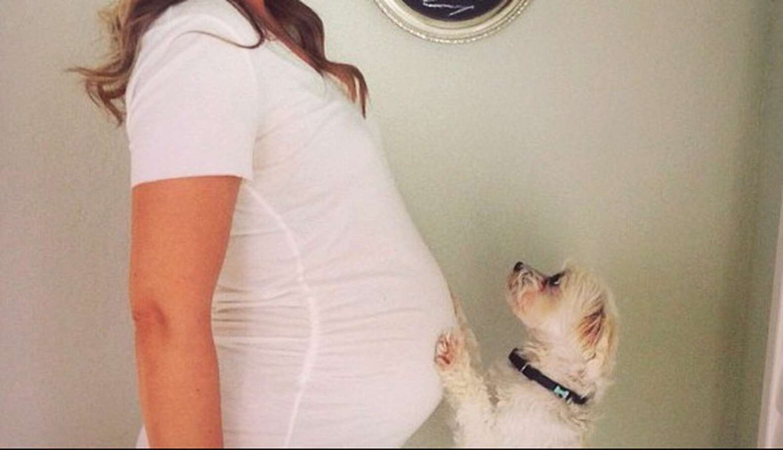 does-my-dog-know-i-m-pregnant-before-i-do-animals-katalay