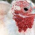 Create, Share and Show Compassion for Turkeys