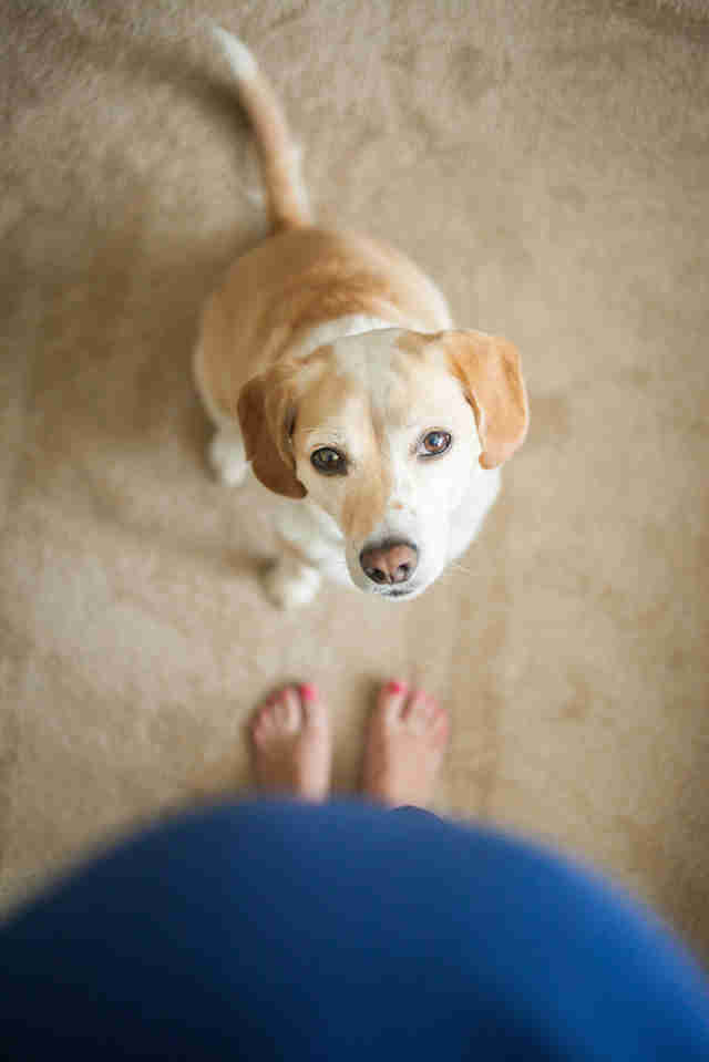 does-my-dog-know-i-m-pregnant-the-dodo