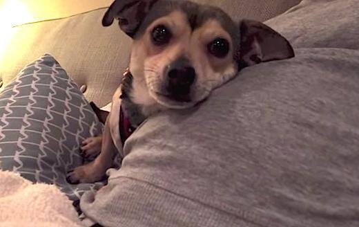 can-dogs-tell-if-a-woman-is-pregnant