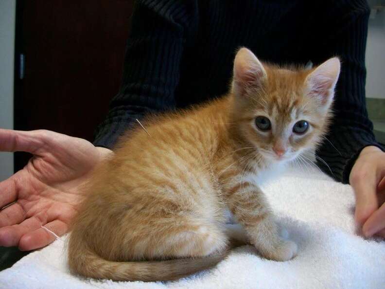 Paralyzed kitten getting acupuncture