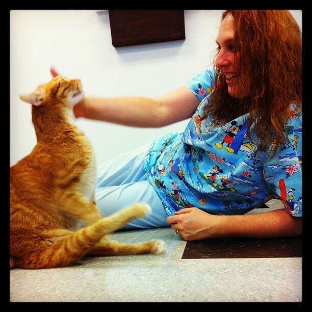 Paralyzed cat getting attention at vet clinic