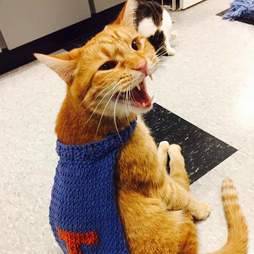 Jesse, a special needs kitten