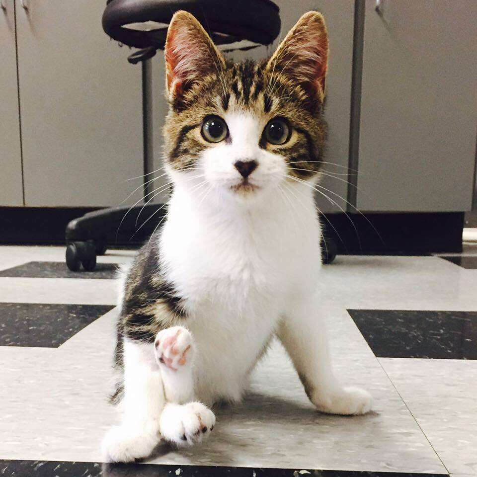 Willie, a kitten who was paralyzed at birth