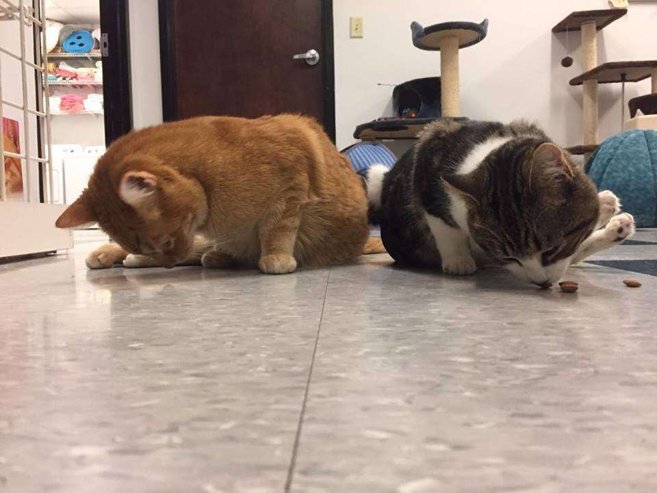Two paralyzed cats, Jesse and Willie