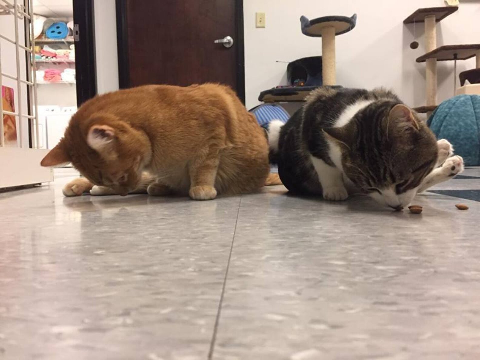 Paralyzed Cats Best Friends The Dodo