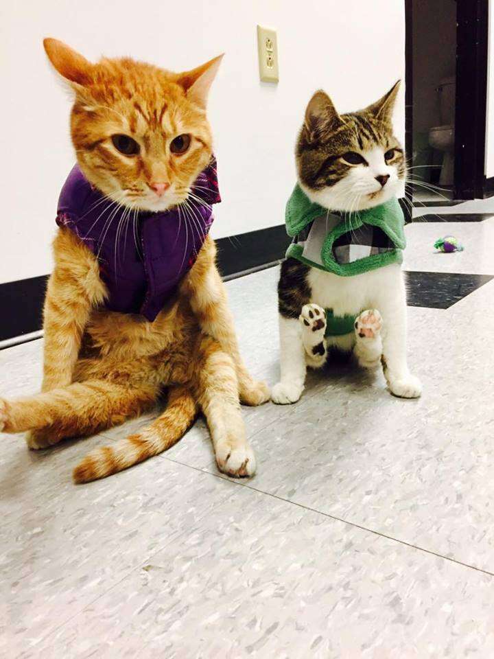 Two paralyzed cats, Jesse and Willie