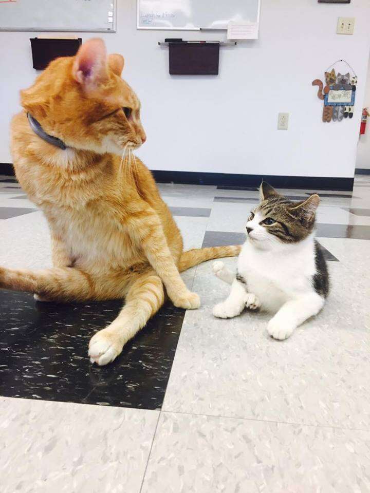 Jesse and Willie, two paralyzed cats