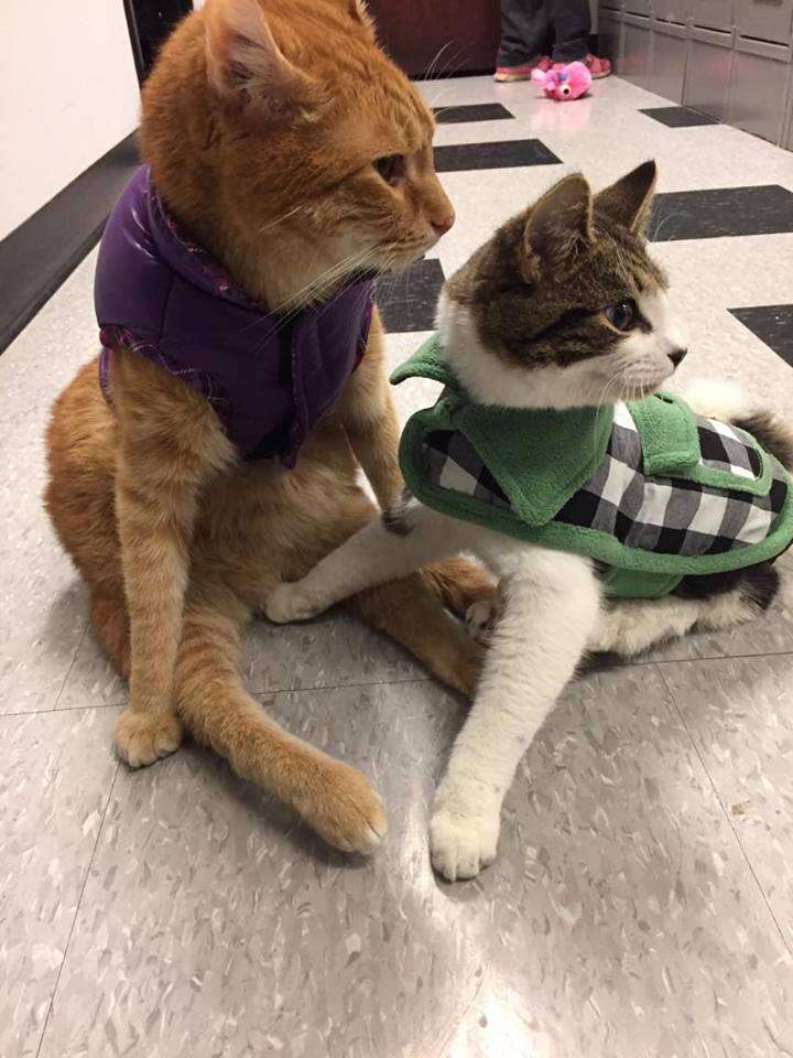 Jesse and Willie, two paralyzed cats