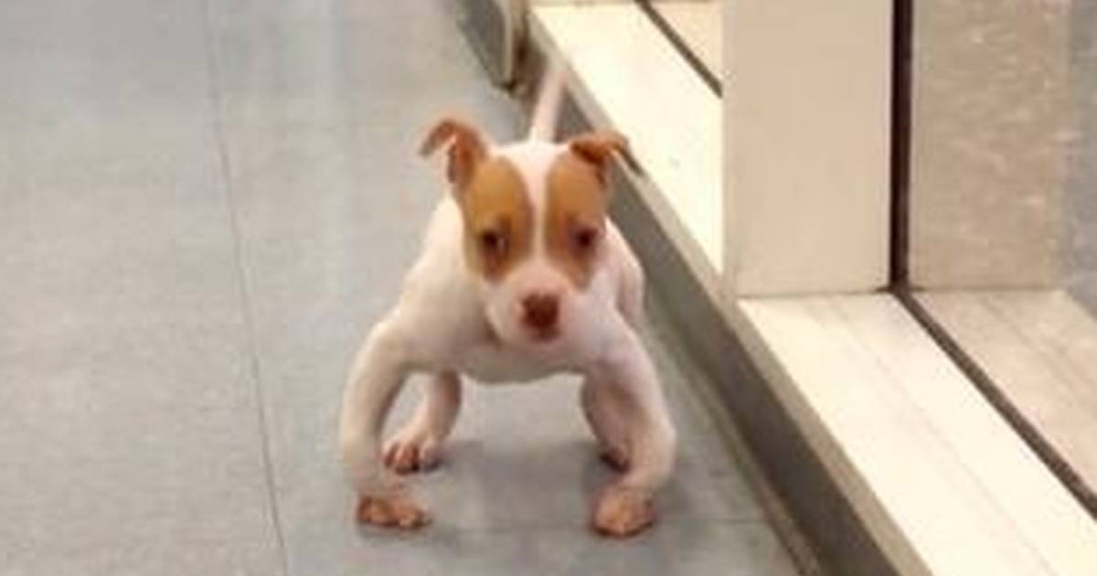 Bow legged 2025 pitbull puppy