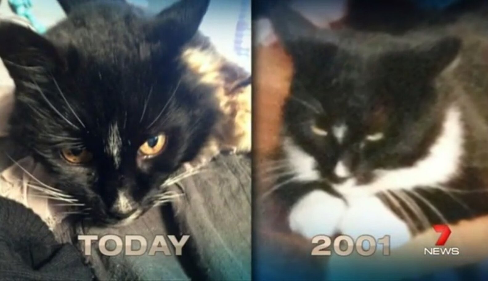 One Family’s Missing Cat Returns Home 13 Years Later - The Dodo