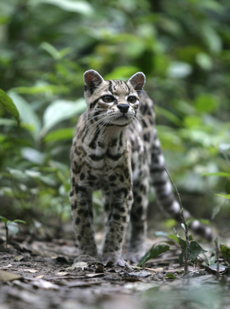 Margay Rescued From Forest Fire The Dodo