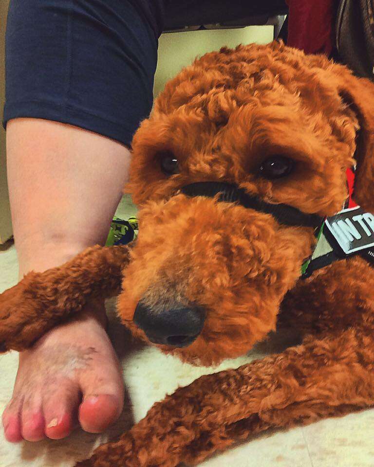 service dog holding woman's foot