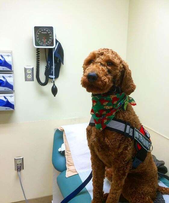 service dog on hospital bed