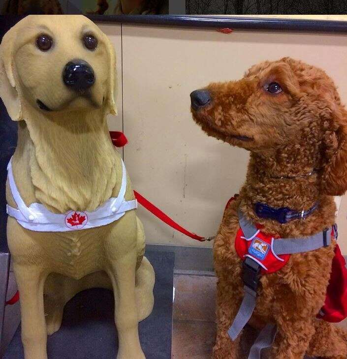 service dog looking at fake service dog