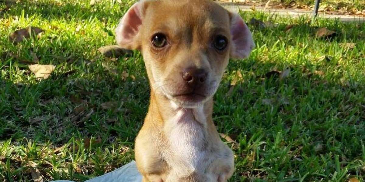 2-Legged Puppy Gets Around Like A Pro - The Dodo