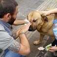 Protestors Stop Everything To Help A Dog Sprayed With Tear Gas