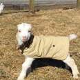 Baby Goat KNOWS He Looks Good In This Coat